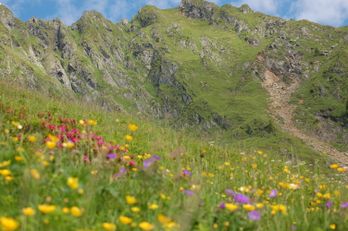 Trattenbachalm - Berggasthaus in Jochberg bei Kitzbühel