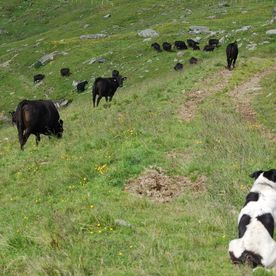 Sommer in Jochberg bei Kitzbühel