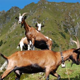 Trattenbachalm - Berggasthaus in Jochberg bei Kitzbühel