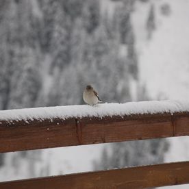 Winter inmitten der Kitzbüheler Alpen
