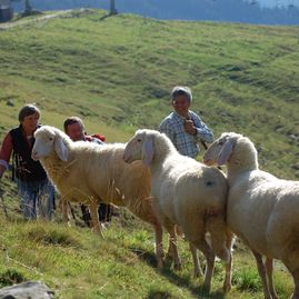 Trattenbachalm - Berggasthaus in Jochberg bei Kitzbühel